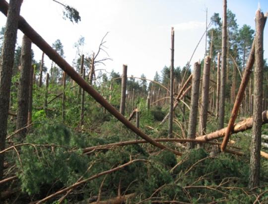VMT: Daugiausia žalos miškams pridarė vėjai 