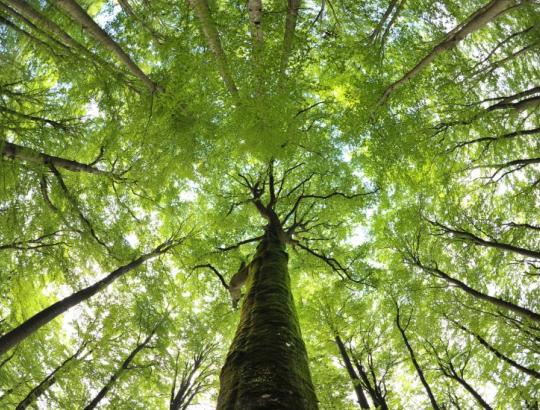 Dėl priimtų Miškų įstatymo pataisų- žaliųjų gąsdinimai
