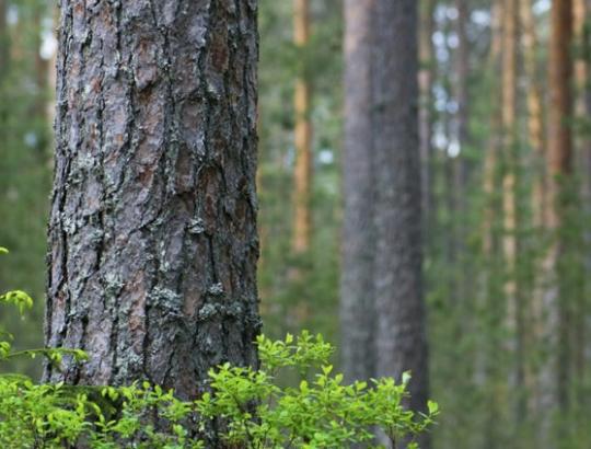 Latviai žino kaip vienu sprendimu padidinti miškų rinkos vertę 1 milijardu EUR