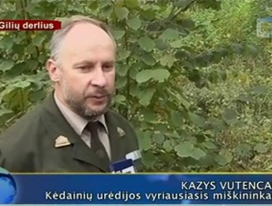 Šalies miškuose užderėjo gausus gilių derlius