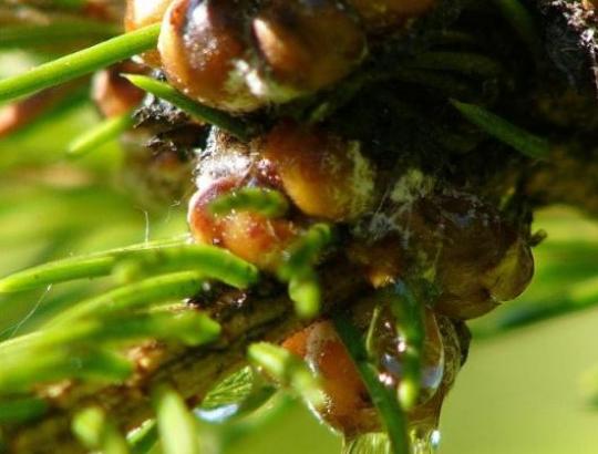 Netikrojo eglinio skydamario plitimą stabdo nepalankios oro sąlygos ir išplitę parazitai