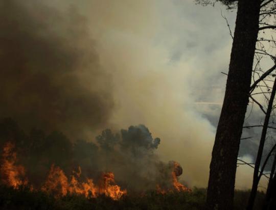 Teroristinė organizacija „Al Qaeda“ kaltinama miškų padeginėjimais Europoje
