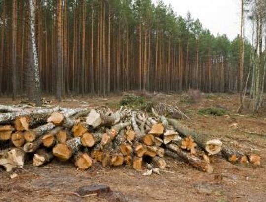 Urėdija ginasi dėl Valstybinės miškų tarnybos kontrolierių kaltinimų neapskaičius visos kertamos medienos biržėse