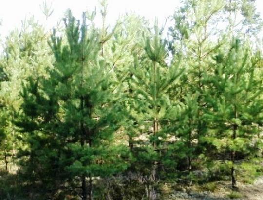 Kaip tvarkyti medžių savaiminukais apaugusią žemę