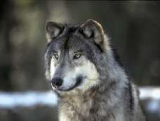 Aplinkos ministerijos aplinkosaugininkai susikirto su visuomeninkais dėl vilkų medžioklės