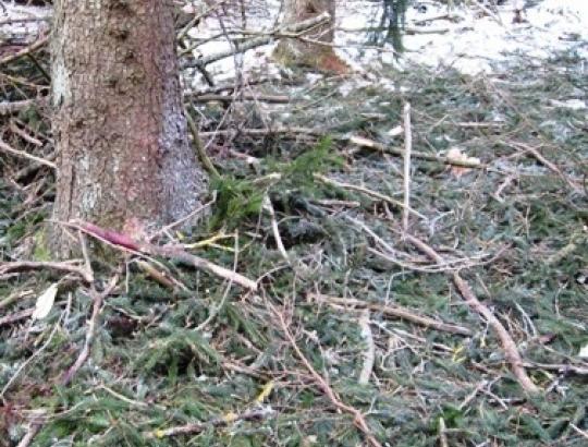 Medienos vagysčių ir neteisėtų kirtimų kasmet  mažėja, tačiau piktavalių vis dar yra