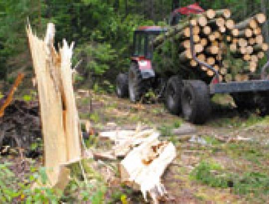 Neteisėtų kirtimų per metus 32 proc. sumažėjo
