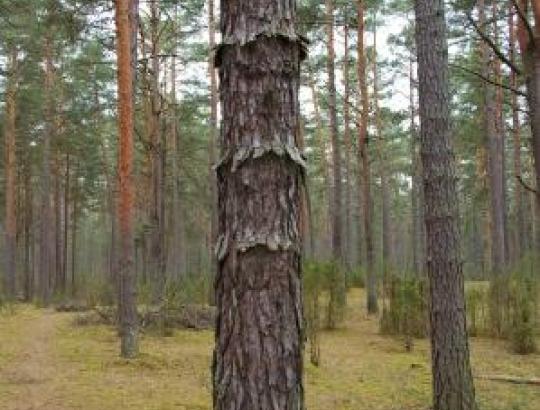 Varėnos rajono meras su LMSA atstovais aptarė miškų tvarkymo klausimus