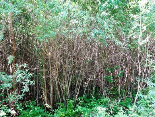 2013-07-04 LMSA mi&scaron;ko diena &ldquo;I&scaron;moktos gyvenimo pamokos tvarkant ir prižiūrint nuosavus mi&scaron;kus&ldquo; Pakruojo raj.