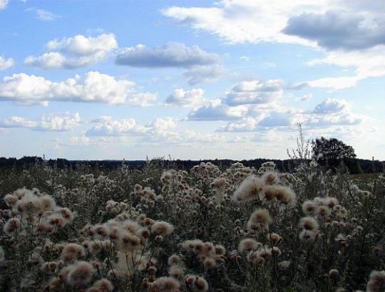Aplinkosaugininkai imasi ūkininkauti saugomose teritorijose, kai ūkininkai iš ten traukiasi