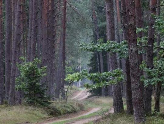 Papildomas 1 milijonas EUR miško kelių tvarkymui