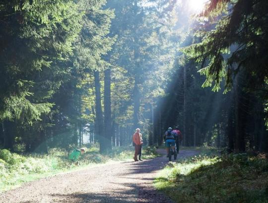 Vokiečiai sutarė ypatingą dėmesį skirti šalies privataus miškų ūkio paramai