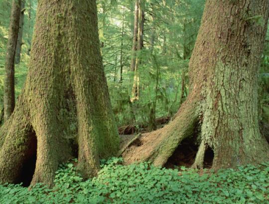 VMI:Beatodairiškas miškų saugojimas kenkia- neiškirsdami pusės subrendusių medynų pūdome nežmoniškus kiekius