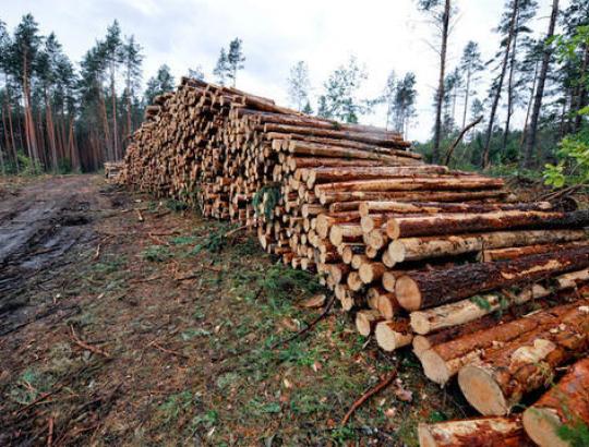 VMU skelbia 2019 m. II pusmečio aukciono rezultatus. Kainos krito 7- 29 proc.