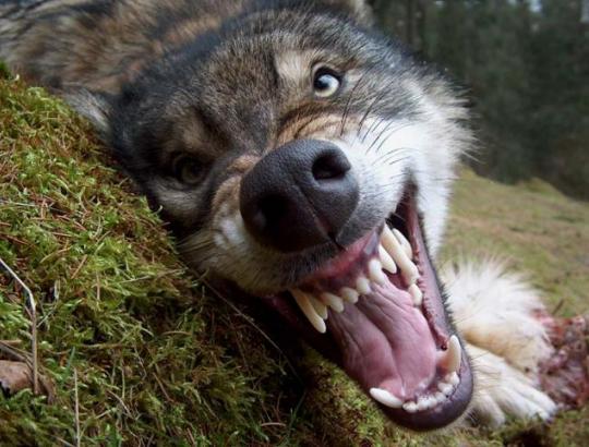 Mokslininkai nustatė- šiaurės Lietuvos gyventojų gyvulius puola vilkų išsigimę mišrūnai.
