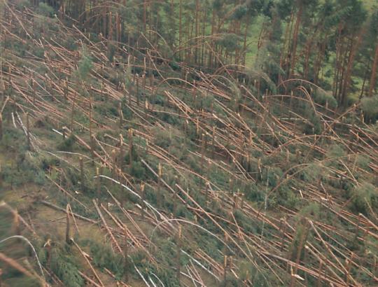Laikinai supaprastinta plynų sanitarinių kirtimų įforminimo tvarka