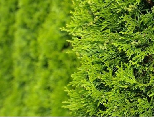 Aplinkos ministerija nustatė, kaip ir kokiu atstumu turi būti sodinami medžiai bei krūmai ir privačioje žemėje