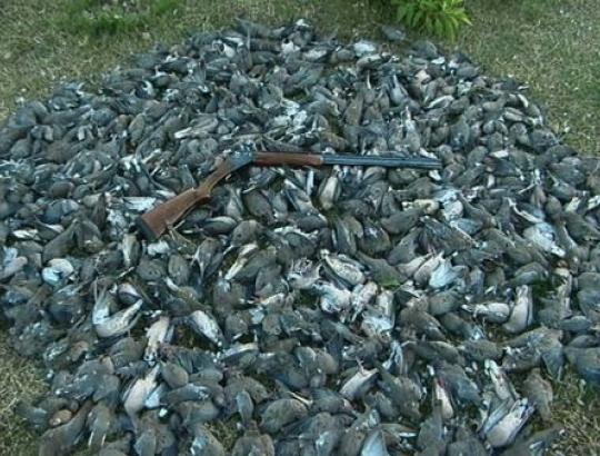 Albanijoje uždrausta bet kokia medžioklė dvejiems metams