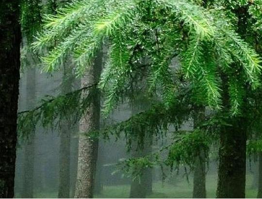 Naujoji ES miškų strategija - rizikuojama Europos miškų savininkų įsipareigojimais