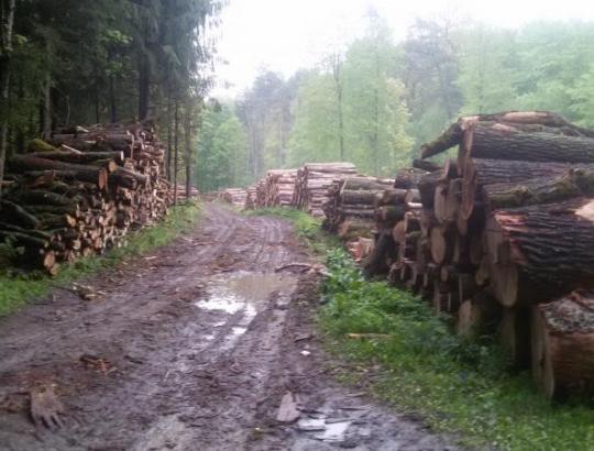 Patariame: Apvaliosios medienos gabenimas miško keliais