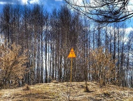 Po Černobilio avarijos radiacijos poveikyje žuvę miškai netrūnija jau trečią dešimtmetį