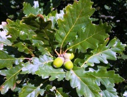 Bekočio ąžuolo 5,6 ha bandomieji želdiniai įveisti Seirijų ir Žiežmarių girininkijose