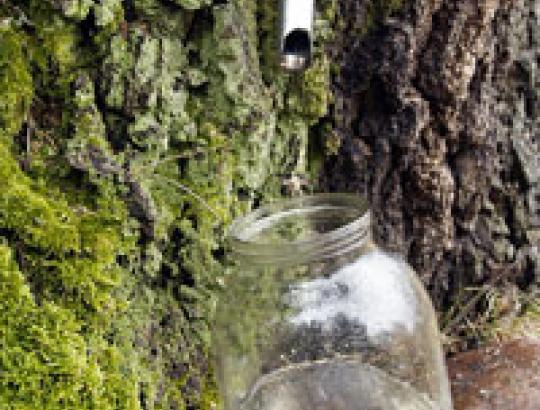  R.Grikevičius: kai  prasideda sulos sezonas 