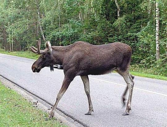 Kuršių nerijoje laukinių gyvūnų gausa gamtininkų nestebina