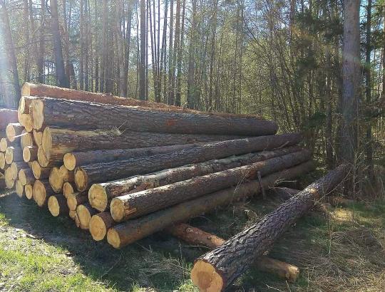Dėl nustatyto medienos trūkumo VĮVMU Alytaus padalynyje laikinai nušalinti 3 darbuotojai