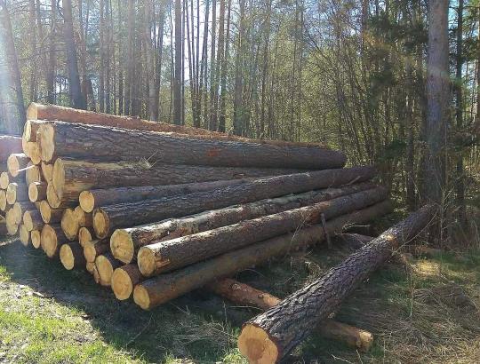 Dėl nustatyto medienos trūkumo VĮVMU Alytaus padalynyje laikinai nušalinti 3 darbuotojai