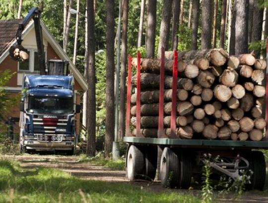 Lrytas.lt: Prezidentės kaimynystėje Turniškėse vėl kertamos sveikos šimtametės pušys