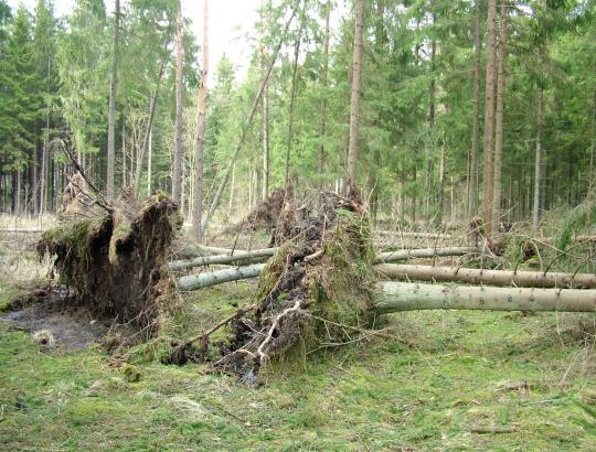 Miškų sanitarinė būklė- augintojų rūpestis