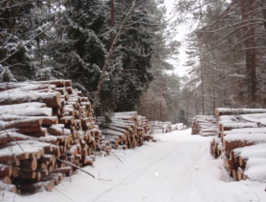 AM Miškų departamento specialistų išaiškinimas dėl kirtimų ir medienos ištraukimo tvarkos taikymo po kovo 1 d. 