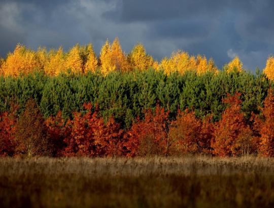 Nepakartojama rudens spalvų paletė miškuose