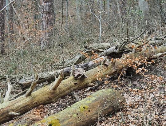 Žuvusių medžių medienos ištekliai Lietuvos miškuose ir jų dinamika