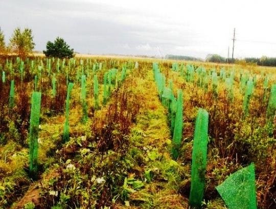 NMA: Parama mokama ir sodinantiems miškus