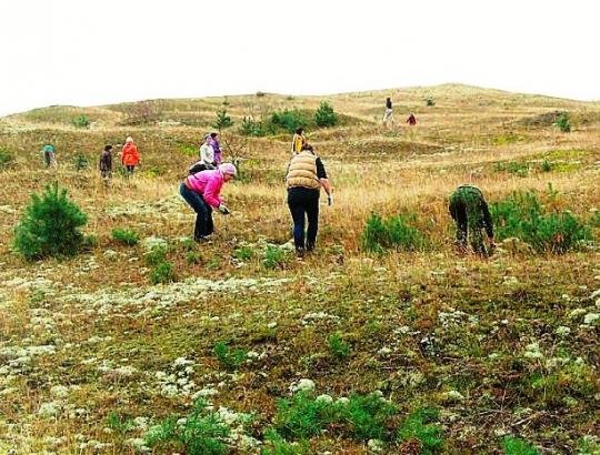 KNNP surengta kopų "ravėjimo" akcija įtraukiant savanorius