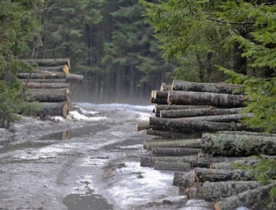 Balandžio 1-sios straipsnyje- gąsdinimai gręsiančia valstybinių miškų privatizacija