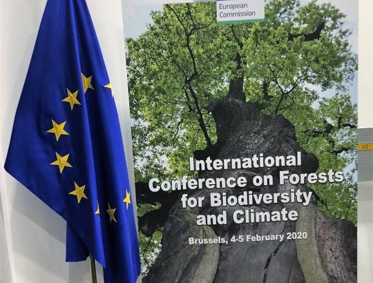 Briuselyje vyksta tarptautinė miškų biologinės įvairovės ir klimato konferencija