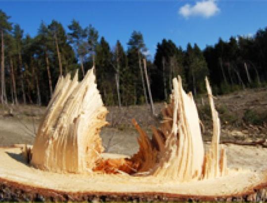 Neteisėtų kirtimų šalies miškuose toliau mažėja