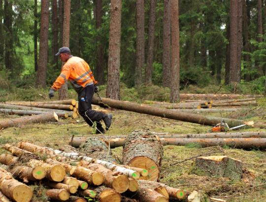 Seimo Antikorupcijos komisija svarstė  Miško darbų rangovų asociacijos pateiktą informaciją apie galimas korupcijos apraiškas valstybiniuose miškuose