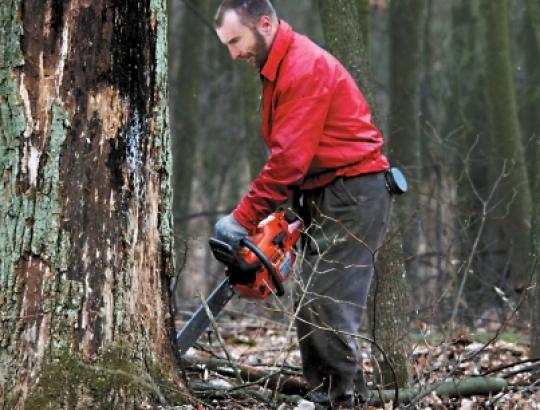 Sužinoti, ar miškas kertamas gavus leidimą, galima Valstybinės miškų tarnybos svetainėje  
