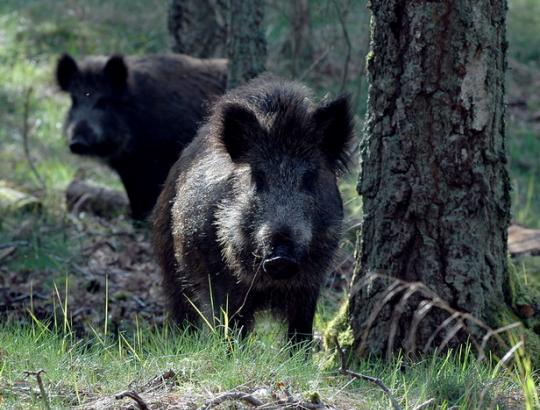 VMVT padidino išmokas už sumedžiotas  šernų pateles