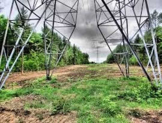 Elektros trasų platinimas ir pavojingų medžių kirtimas turi būti suderintas su miško savininkais