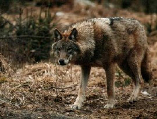 Gamtosaugininkai teisiasi su Aplinkos ministerija dėl vilkų medžioklės 