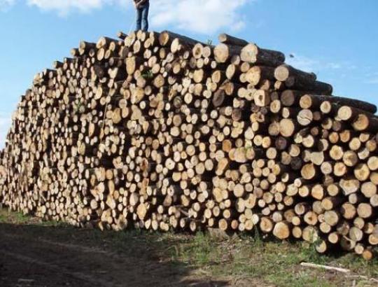 Dėl I-ąjį šių metų pusmetį neišpirktos urėdijose medienos paskelbtas papildomas konkursas
