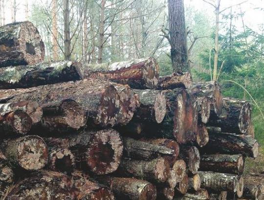 Situacija žaliavinės medienos rinkose Europoje sudėtinga