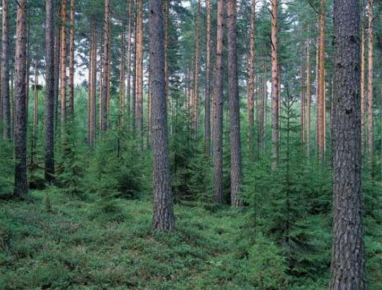✅ A.Gaižutis: Ar apgins Lietuvos miškus “nuo užsieniečių” nauji draudimai?