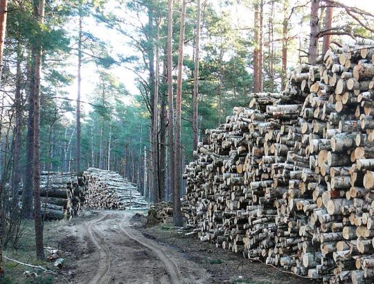 Verslas: valdžia aiškiai proteguoja valstybinių miškų sistemą