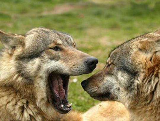 Pakitus vilkų apskaitos metodikai siūloma keisti medžioklės limitą (Papildyta)